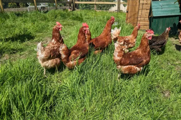 f9870d24-ce87-469e-a367-dcd3fe5bcfb5